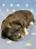 Frankie, a male Shihpoo for sale in Hawarden, IA – 8 of 8