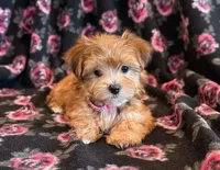 processed/0f5b73e2-4cdc-4620-9db4-62a8269dc5f7/listing/6ca4d256-f95a-4048-a0f2-592bdffb84a6/a785e7b6-23c6-4e9f-a705-63c2079ddc8e