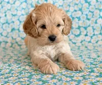 Rio, a male Cockapoo for sale in Hawarden, IA – Photo 7 of 10