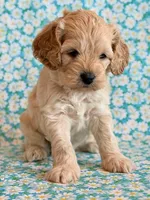 Rio, a male Cockapoo for sale in Hawarden, IA – Photo 4 of 10