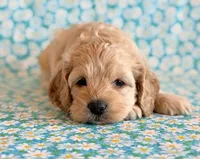 Rio, a male Cockapoo for sale in Hawarden, IA – Photo 5 of 10