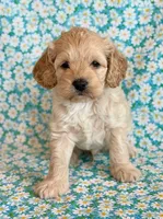Rio, a male Cockapoo for sale in Hawarden, IA – Photo 10 of 10
