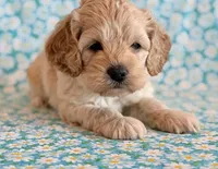 Rio, a male Cockapoo for sale in Hawarden, IA – Photo 6 of 10