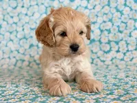 Rio, a male Cockapoo for sale in Hawarden, IA – Photo 1 of 10