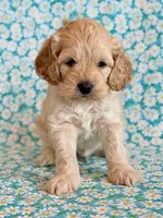 Rio, a male Cockapoo for sale in Hawarden, IA – Photo 8 of 10
