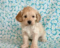 Rio, a male Cockapoo for sale in Hawarden, IA – Photo 2 of 10