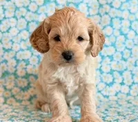 Rio, a male Cockapoo for sale in Hawarden, IA – Photo 3 of 10