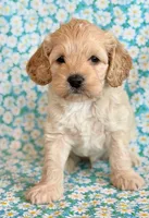 Rio, a male Cockapoo for sale in Hawarden, IA – Photo 9 of 10