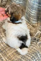 Nemo, a male Maltipoo for sale in Hawarden, IA – 5 of 10