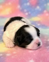 Scarlet, a female Mal Shi for sale in Hawarden, IA – 6 of 8