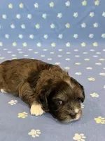 Frankie, a male Shihpoo for sale in Hawarden, IA – 4 of 8