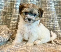 Nemo, a male Maltipoo for sale in Hawarden, IA – 7 of 10