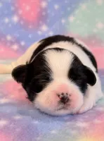 Scarlet, a female Mal Shi for sale in Hawarden, IA – 4 of 8