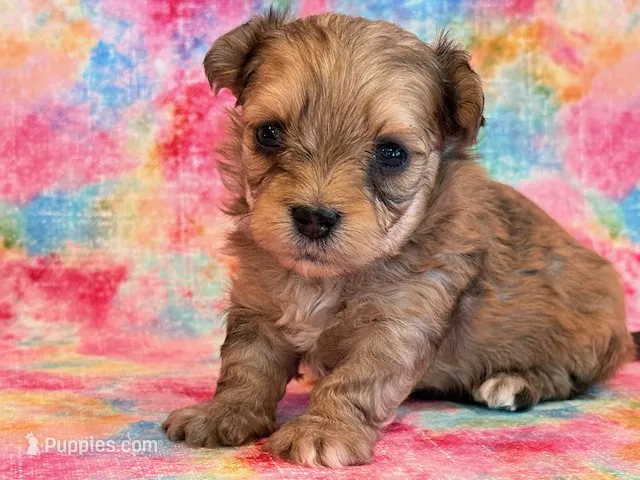 Nina – Maltipoo puppy for sale in Hawarden, IA