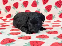 Josie, a female Yorkipoo for sale in Hawarden, IA – 5 of 7