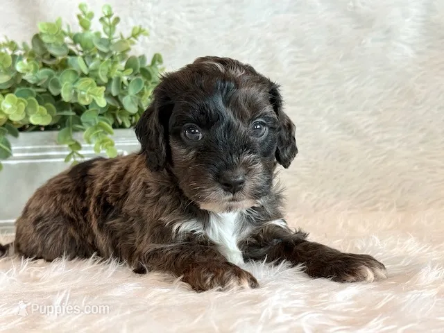 Elmo – Cockapoo puppy for sale in Hawarden, IA