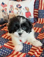 Baylor, a male Mal Shi for sale in Hawarden, IA – 2 of 9
