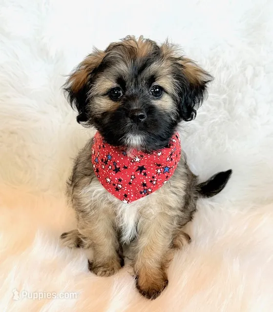 Spencer – Shihpoo puppy for sale in Hawarden, IA