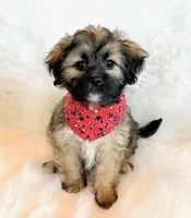 Spencer, a male Shihpoo for sale in Hawarden, IA – 1 of 10