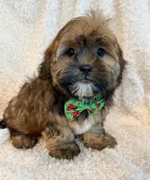 Oakley, a male Shorkie for sale in Hawarden, IA – 7 of 9