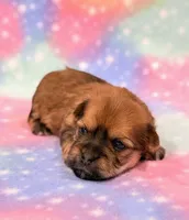 Katana, a female Morkie for sale in Hawarden, IA – 6 of 6