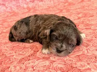 Fergie, a female Shihpoo for sale in Hawarden, IA – 6 of 8
