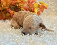 Tilly, a female Poodle - Toy  and Poodle - Miniature  for sale in Hawarden, IA – 5 of 5