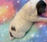 Newton, a male Maltipoo for sale in Hawarden, IA – 5 of 6