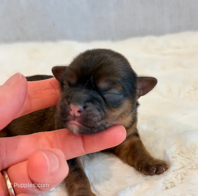 O'Malley – Shorkie puppy for sale in Hawarden, IA