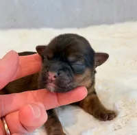 O'Malley, a male Shorkie for sale in Hawarden, IA – 1 of 6