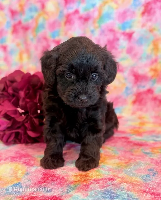 Josie – Yorkipoo puppy for sale in Hawarden, IA