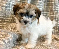 Nemo, a male Maltipoo for sale in Hawarden, IA – 2 of 10