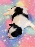 Scarlet, a female Mal Shi for sale in Hawarden, IA – 3 of 8