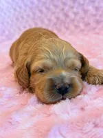 Latte, a female Cockapoo for sale in Hawarden, IA – 4 of 6