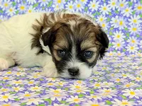 Fancy, a female Shihpoo for sale in Hawarden, IA – 4 of 7