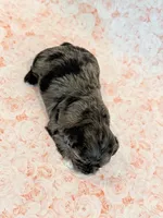 Freckles, a female Shihpoo for sale in Hawarden, IA – 5 of 9