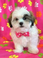 processed/0f5b73e2-4cdc-4620-9db4-62a8269dc5f7/listing/795cb1e6-1763-477c-9c86-a92bdfa7b86e/727761ff-4047-4a0c-9c69-3f14ba538d61