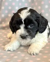 Paisley, a female Cockapoo for sale in Hawarden, IA – Photo 3 of 8
