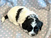 Paisley, a female Cockapoo for sale in Hawarden, IA – Photo 7 of 8