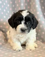 Paisley, a female Cockapoo for sale in Hawarden, IA – Photo 1 of 8