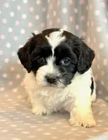 Paisley, a female Cockapoo for sale in Hawarden, IA – Photo 5 of 8