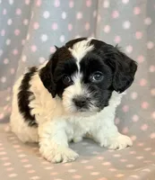 Paisley, a female Cockapoo for sale in Hawarden, IA – Photo 4 of 8