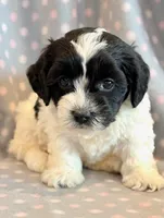 Paisley, a female Cockapoo for sale in Hawarden, IA – Photo 6 of 8