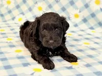 Jeb, a male Yorkipoo for sale in Hawarden, IA – 3 of 7