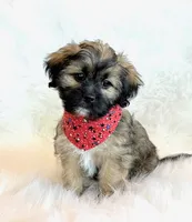 Spencer, a male Shihpoo for sale in Hawarden, IA – 2 of 10