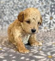 Wells, a male Poodle - Toy  and Poodle - Miniature  for sale in Hawarden, IA – Photo 5 of 8