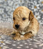 Wells, a male Poodle - Toy  and Poodle - Miniature  for sale in Hawarden, IA – Photo 2 of 8