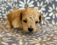 Wells, a male Poodle - Toy  and Poodle - Miniature  for sale in Hawarden, IA – Photo 7 of 8