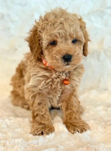 Wells – Poodle - Toy , Poodle - Miniature  puppy for sale in Hawarden, IA