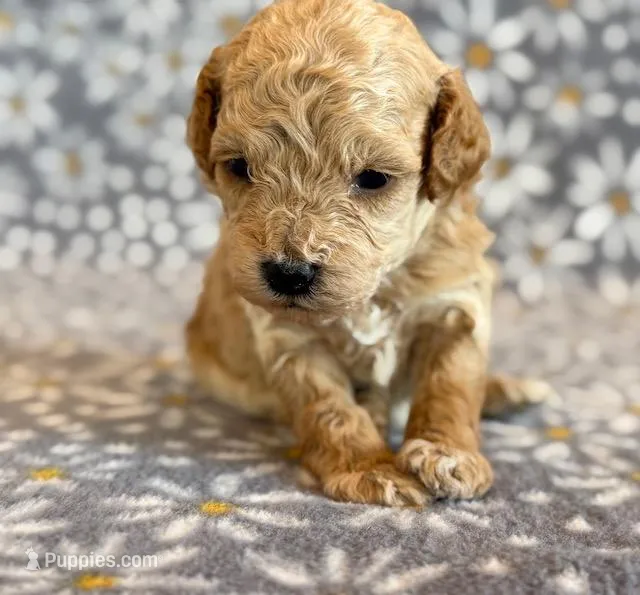 Wells – Poodle - Toy , Poodle - Miniature  puppy for sale in Hawarden, IA
